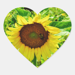 Sticker Cœur Abeille sur tournesol jaune
