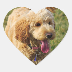 Sticker Cœur Adorable chien doré