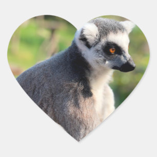 Sticker Cœur Amour sauvage : Pour l'Australie