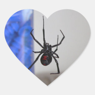 Sticker Cœur Araignée de veuve noire