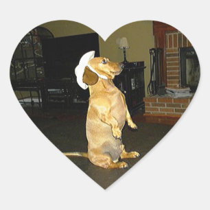 Sticker Cœur Assis jolie ou regarder la TV Dachshund