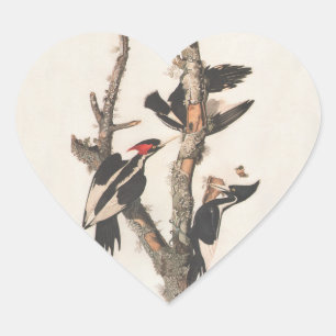 Sticker Cœur Audubon Ivory-Billed