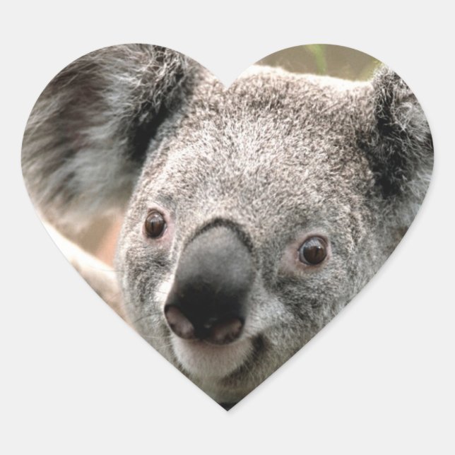 Sticker Cœur Auto-Koala-Collant (Devant)