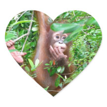 Baby Orangutan dans la jungle de Bornéo