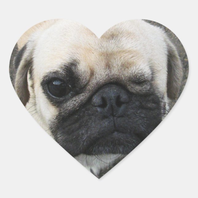 Sticker Cœur Bauwk ... Carlin Chien Chien Chien Chien Chien Chi (Devant)