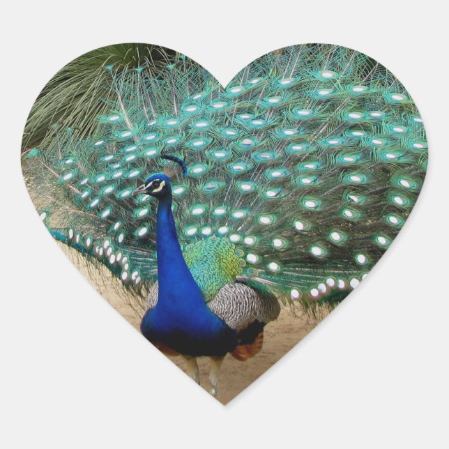 Sticker Cœur Beau Peacock (Devant)