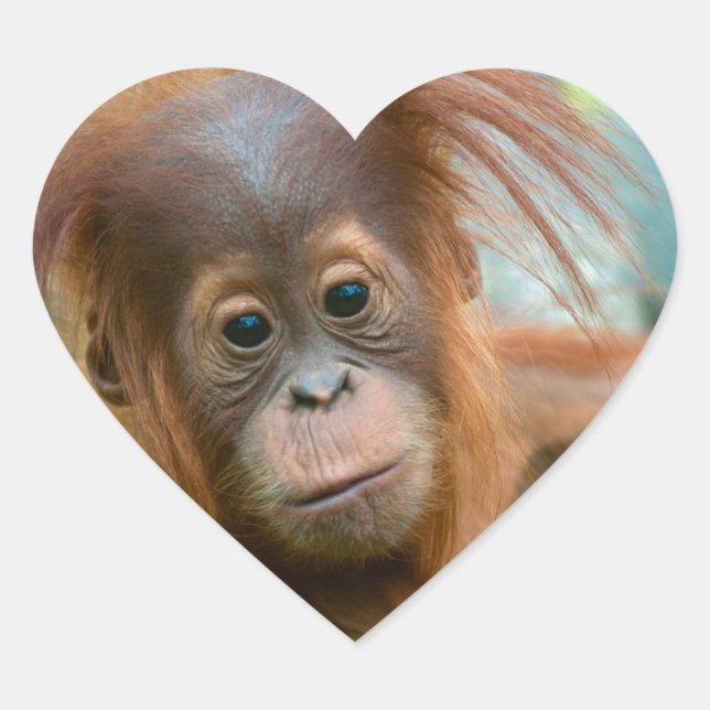 Sticker Cœur Bébé mignon Orangutan vue droit devant (Devant)