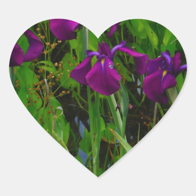 Sticker Cœur Belle Iris Violet (Devant)