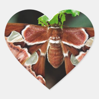 Sticker Cœur Belle Moth Atlas