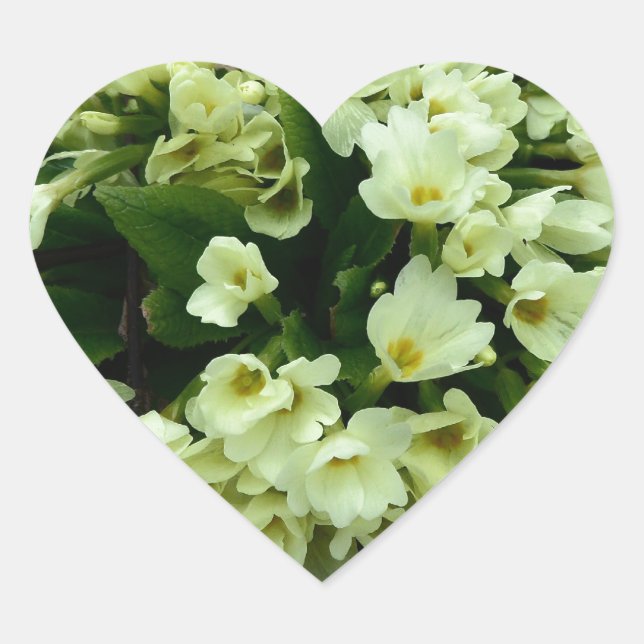 Sticker Cœur Belle Primula vulgaris Primroses en feuille sec (Devant)