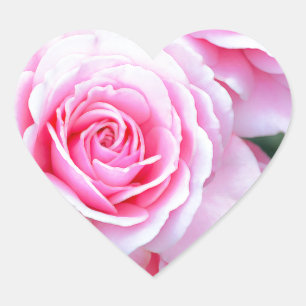 Sticker Cœur Belles roses roses roses