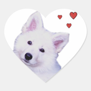 Sticker Cœur Berger blanc chiot