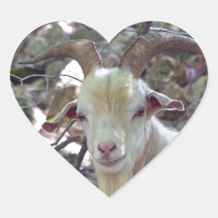 Sticker Cœur Billy Goat