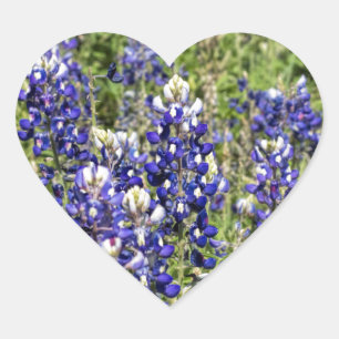 Sticker Cœur Bluebonnets de Texas colorés - texensis de lupinu
