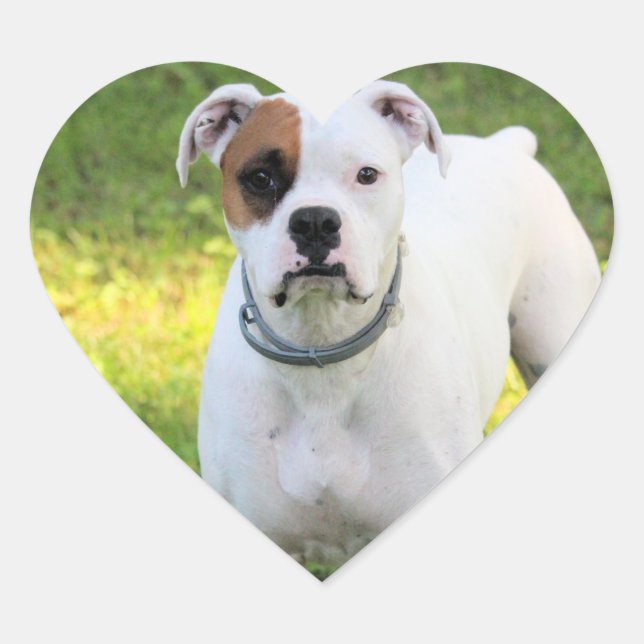 Sticker Cœur Boxer (Devant)