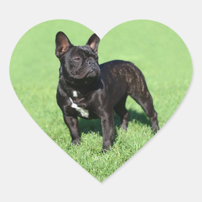 Sticker Cœur Bulldog 2 français (Devant)