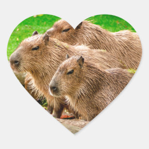 Sticker Cœur Capybara Trio