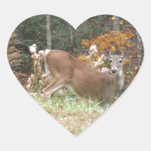 Sticker Cœur Cerf d'automne dans le lac Arrowhead
