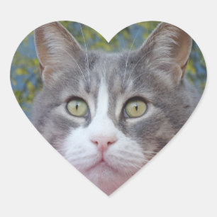 Sticker Coeur Chat Blanc/Gris
