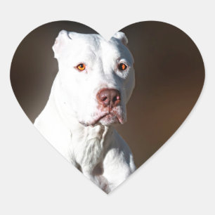 Sticker Cœur Chien blanc de délivrance de Pitbull Terrier