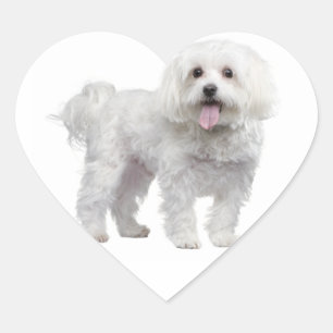 Sticker Coeur Chien Chien Chien Blanc Maltais / Ét