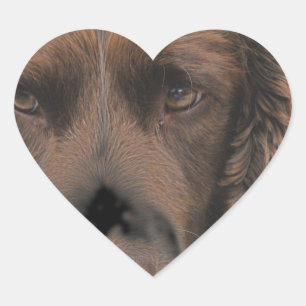 Sticker Cœur Chiens Springer anglais