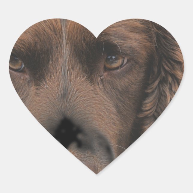 Sticker Cœur Chiens Springer anglais (Devant)
