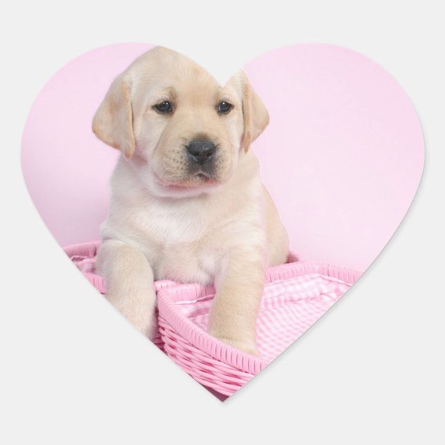 Sticker Cœur Chiot de récupération Labrador sur arrière - plan  (Devant)