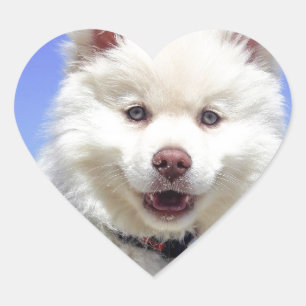 Sticker Cœur Chiot enroué blanc avec des yeux bleus