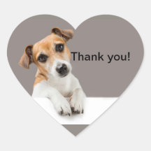 Chiots Jack Russell Doux Adorable Mignon Coeur Aut