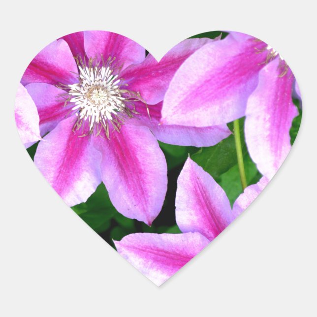 Sticker Cœur Clematis rose et Oregano sauvage (Devant)