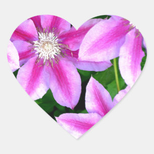 Sticker Cœur Clematis rose et Oregano sauvage