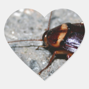 Sticker Cœur Cockroach !