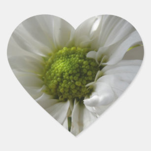 Sticker Cœur Coeur blanc Chrysanthème