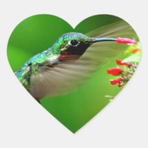 Coeur de colibri