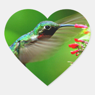 Sticker Cœur Coeur de colibri