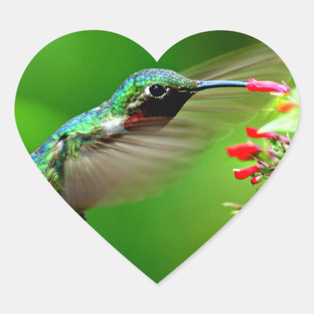 Sticker Cœur Coeur de colibri (Devant)