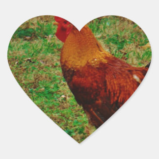 Sticker Cœur Coq dans le triage