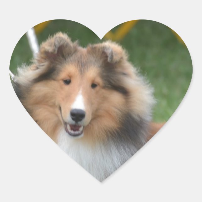 Sticker Cœur Cute Sheltie (Devant)