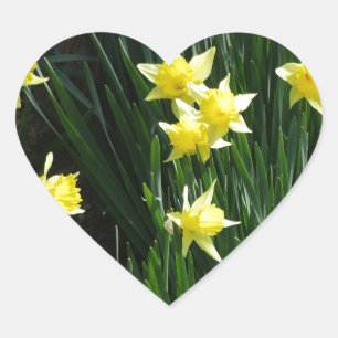 Sticker Cœur Daffodiques de printemps