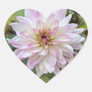 Sticker Cœur Dahlia à pointes rose clair