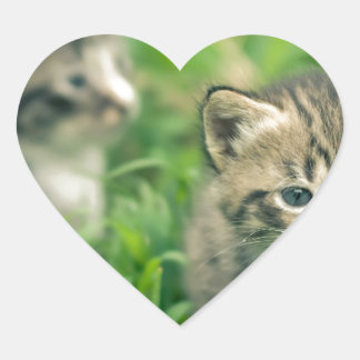 Sticker Cœur Deux chatons jouent dans l'herbe