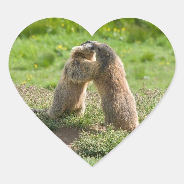 Sticker Cœur deux jeunes marmottes (Devant)