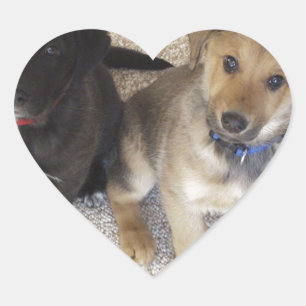 Sticker Cœur Deux mignons Chipies Labrador