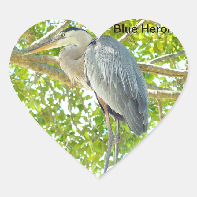 Sticker Coeur d'oiseau de grand bleu Heron (Devant)