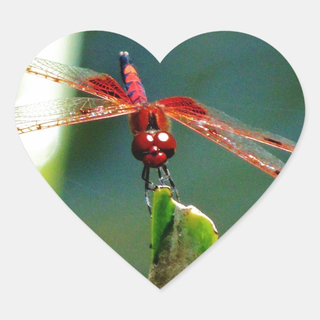 Sticker Cœur Dragonfly frontale rouge et noire (Devant)