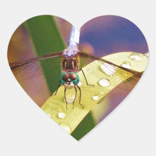 Sticker Cœur Dragonfly sur la feuille de pluie