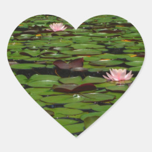 Sticker Cœur Etang de fleurs de lys d'eau rose