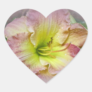 Sticker Cœur Fancy rose Daylily Blossom