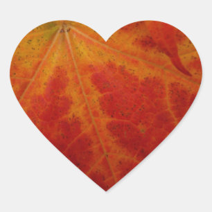 Sticker Cœur Feuille d'érable rouge Abstraite Automne Photograp